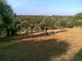 Terreno Rústico com 21750m2 Alcáçovas Viana do Alentejo para venda - oliveiras, viabilidade de construção, árvores de fruto