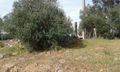 Terreno com 18750m2 Alcáçovas Viana do Alentejo para venda - oliveiras, árvores de fruto
