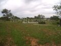 À venda Quinta Paderne Albufeira - bons acessos, oliveiras, árvores de fruto