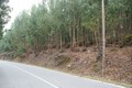 Para venda Lote de terreno Rústico com 6680m2 Almarjinhos Marmelete Monchique - bons acessos