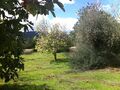 Terreno Agrícola com 1375m2 Salir Loulé - água, electricidade
