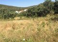 Lote de terreno Rústico com 2200m2 Salir Loulé à venda - luz, electricidade, regadio, água