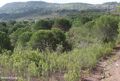 À venda Quinta/Herdade com moradia São Bartolomeu de Messines Silves