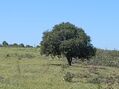 Terreno novo com 72080m2 Martim Longo Alcoutim - furo, bons acessos, água, excelente vista